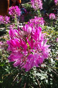 Close-up of pink flowers blooming outdoors