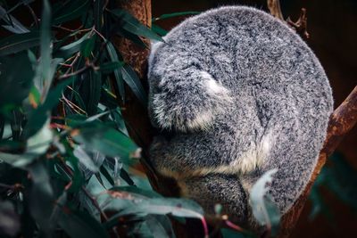 Close-up of a koala