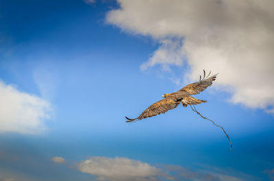 Low angle view of eagle flying in sky