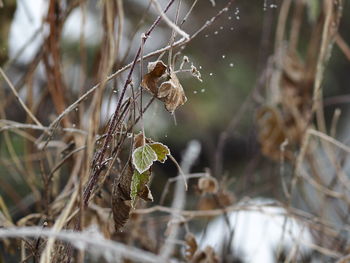 Close-up of plant