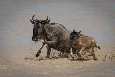 Blue wildebeest and calf gallop through shallows