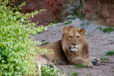 Lion on rock