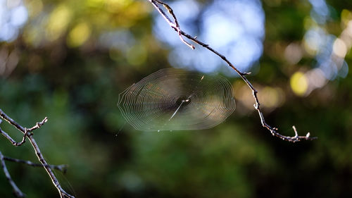 Close-up of spider on web