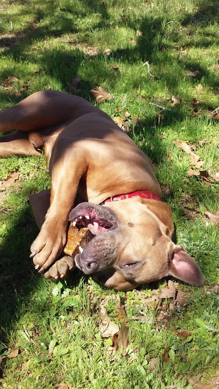 DOG RELAXING IN GRASS