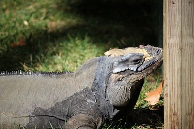 Close-up of lizard on tree