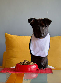 Portrait of dog sitting on sofa at home