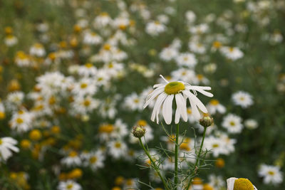 Close-up of white daisy flower