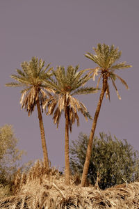 Low angle view of coconut palm trees on desert against sky