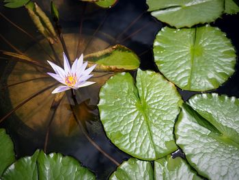 Close-up of lotus water lily on leaves