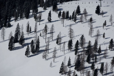 Low angle view of pine trees during winter