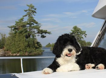 Portuguese water dog lounging on a boat