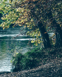 View of trees in forest