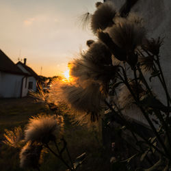 Close-up of flowers against sunset