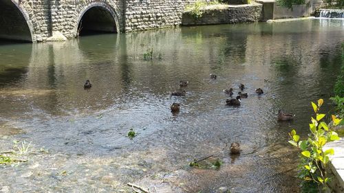 Reflection of trees in water