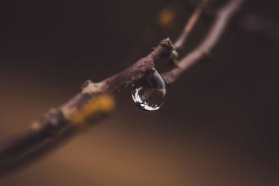 macro photography
