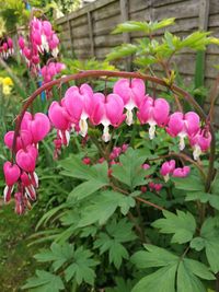 Close-up of pink flowers