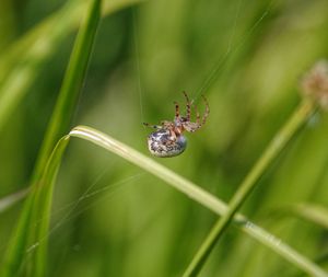 Close-up of spider on web