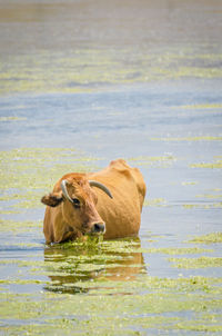 Cow in lake