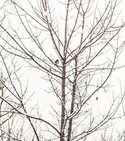 Low angle view of bare trees against sky