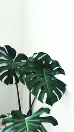 Close-up of potted plant against white background