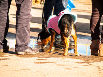 Low section of people with dog standing on street