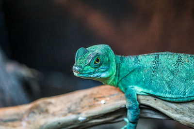 Close-up of lizard