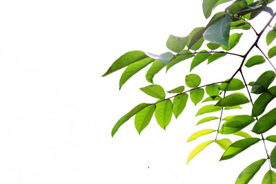 Close-up of plant against clear sky