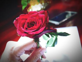 Close-up of red rose flower