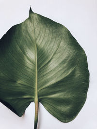 Close-up of green leaves on white background