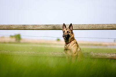 Dog sitting on grass against clear sky