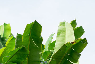 Low angle view of leaves on plant against sky
