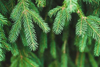 Close-up of pine tree