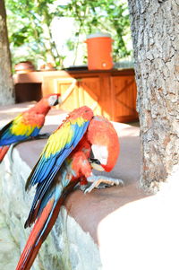 Close-up of parrot perching on tree