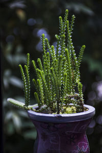 Close-up of potted plant