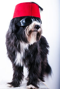 Close-up of dog over white background