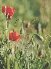 Close-up of red poppy flowers on field