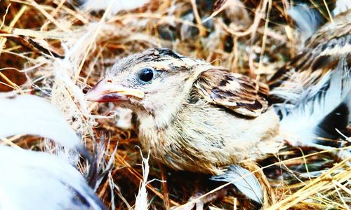 Close-up of an animal on field