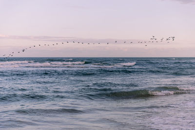 Flock of birds flying over sea