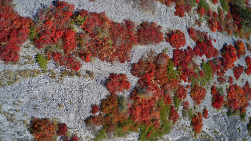 Close-up of lichen on wall