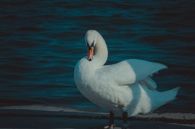 Close-up of swan swimming in lake