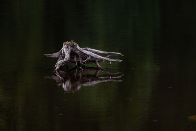 View of an insect on rock in lake