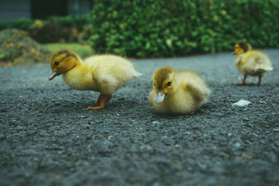 View of a duck