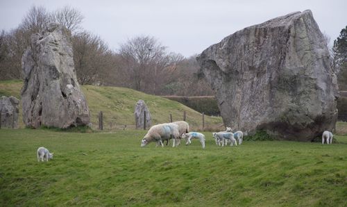 Spring lambs loving new life in spring at avebury