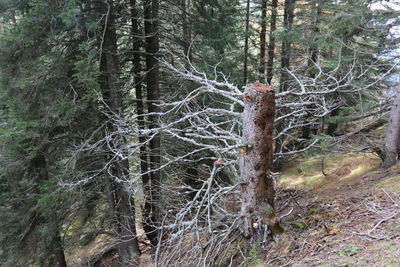 Dead tree in forest