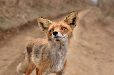 Portrait of fox in nature