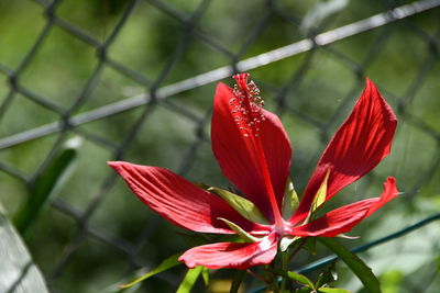 Close-up of red flower