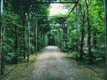 Walkway amidst trees in forest