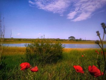 Red poppy flowers on field by lake against sky