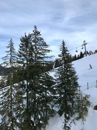 Pine trees on snow covered land against sky