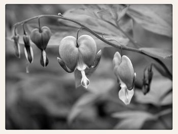 Close-up of flowers